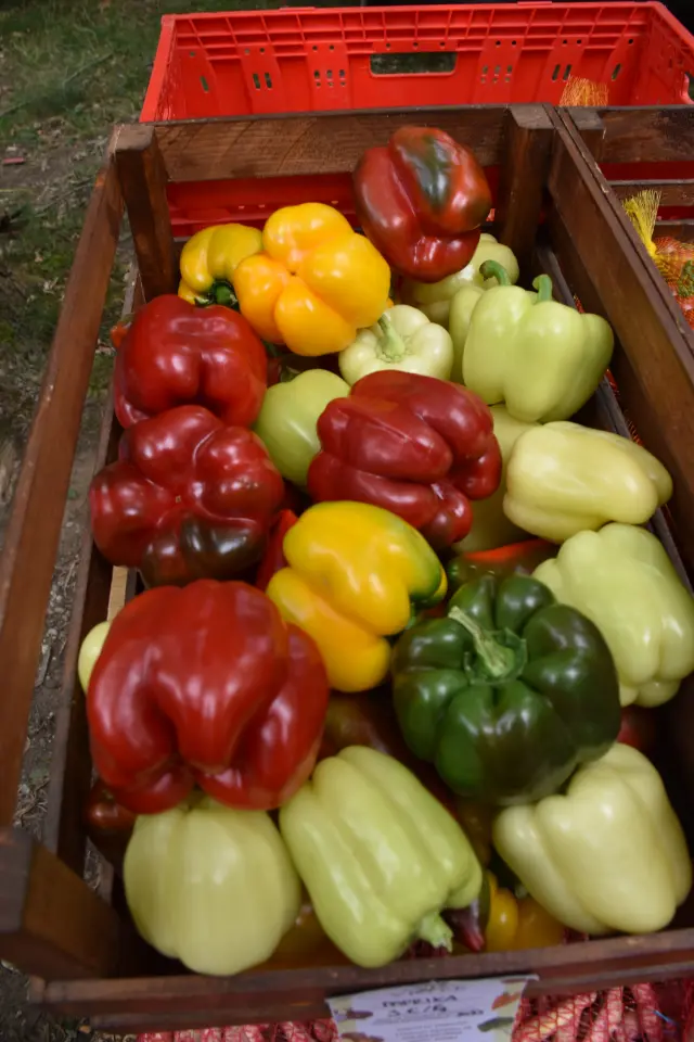 Sajam, Čakovec, 6.8.2025 (42)