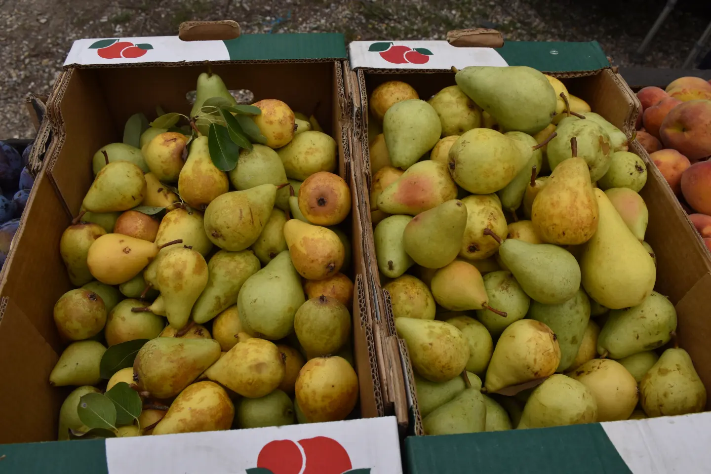 Sajam, Čakovec, 6.8.2025 (5)