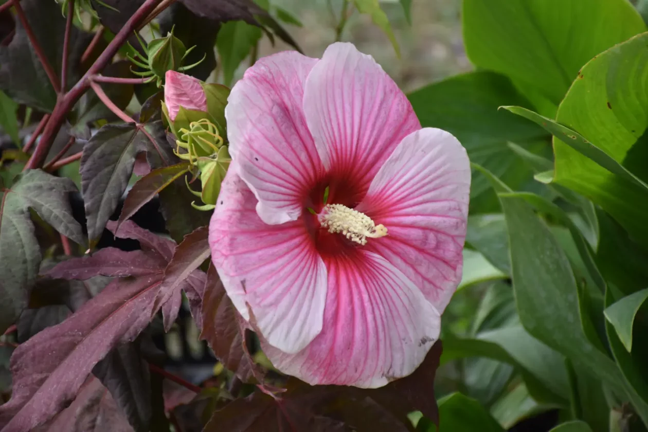 Sajam, Čakovec, 6.8.2025 (50)