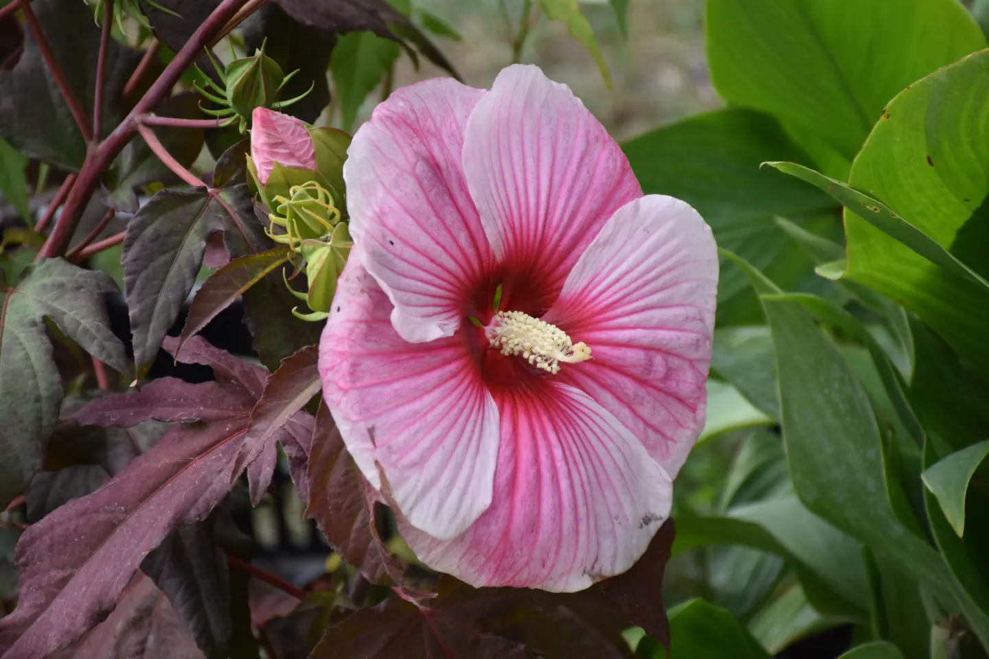 Sajam, Čakovec, 6.8.2025 (50)