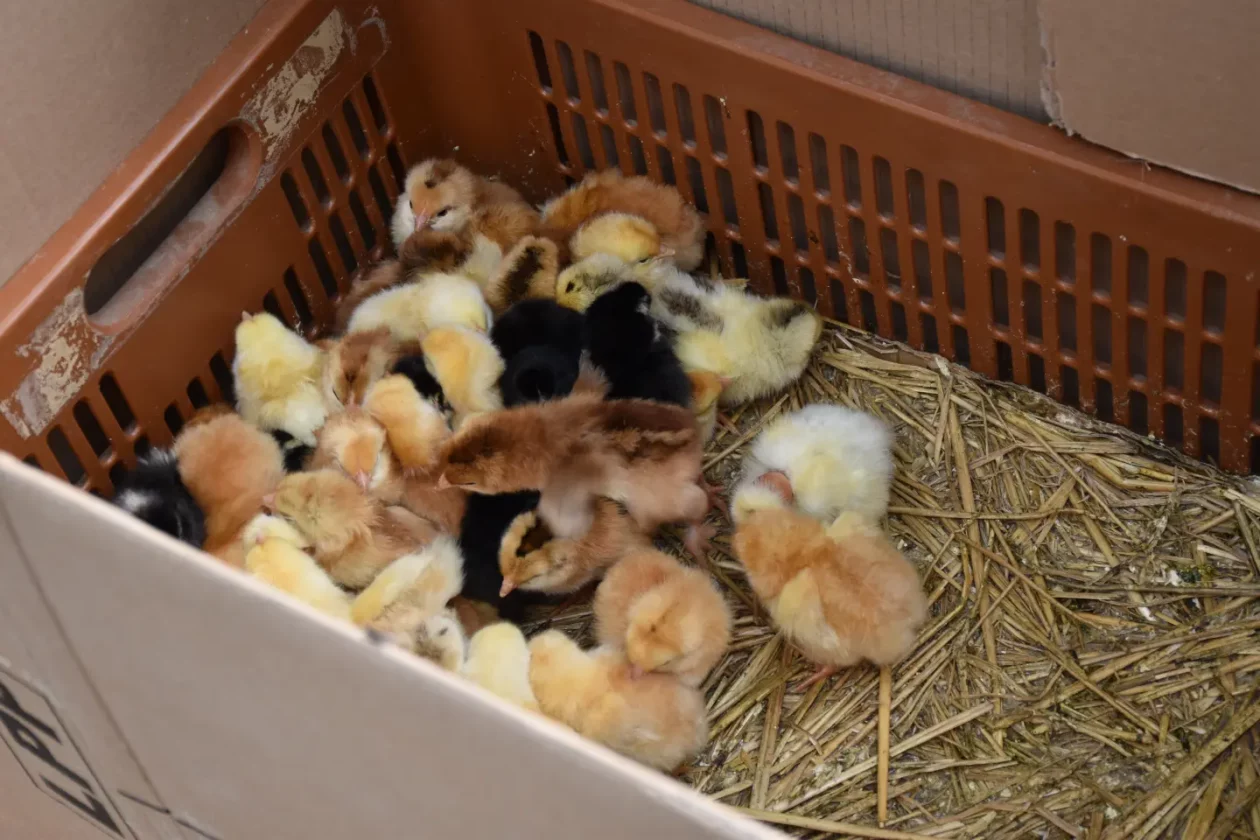 Sajam, Čakovec, 6.8.2025 (59)