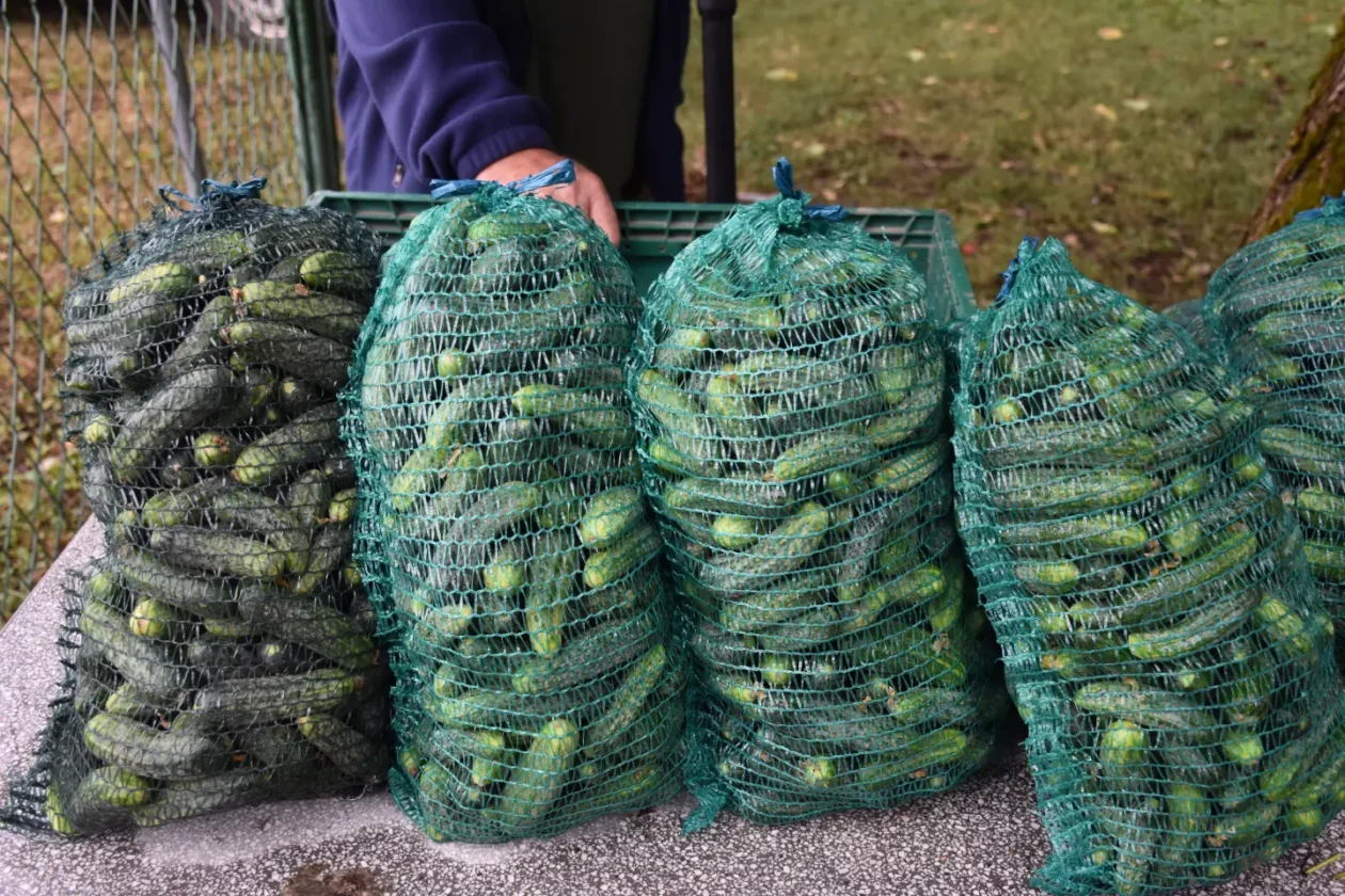 Sajam, Čakovec, 9.7.2025 (2) Sajam, Čakovec, 9.7.2025 (2)