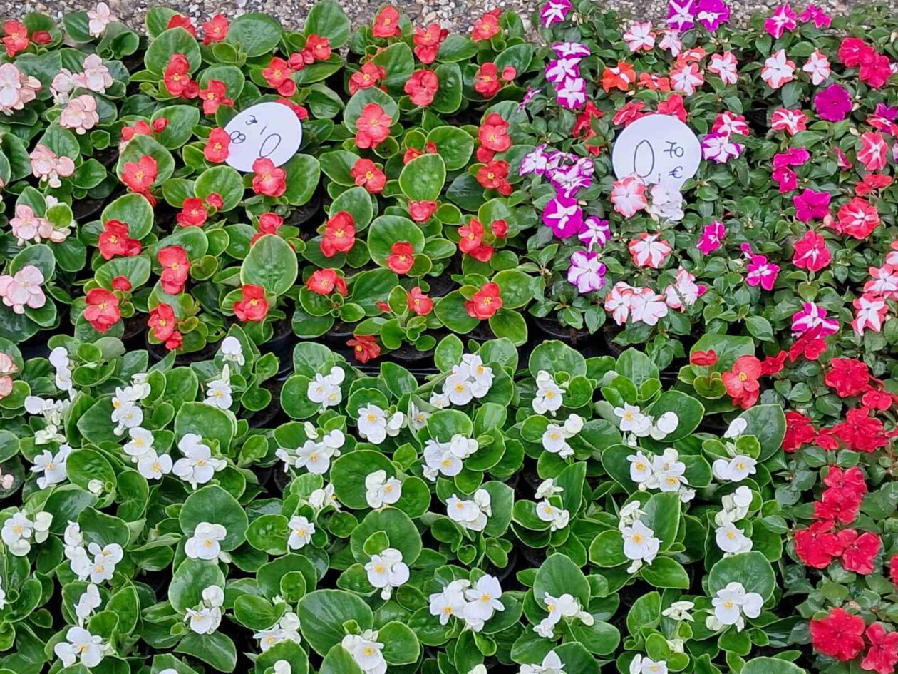 Sajam cvijeća, 2025, ponuda (10)