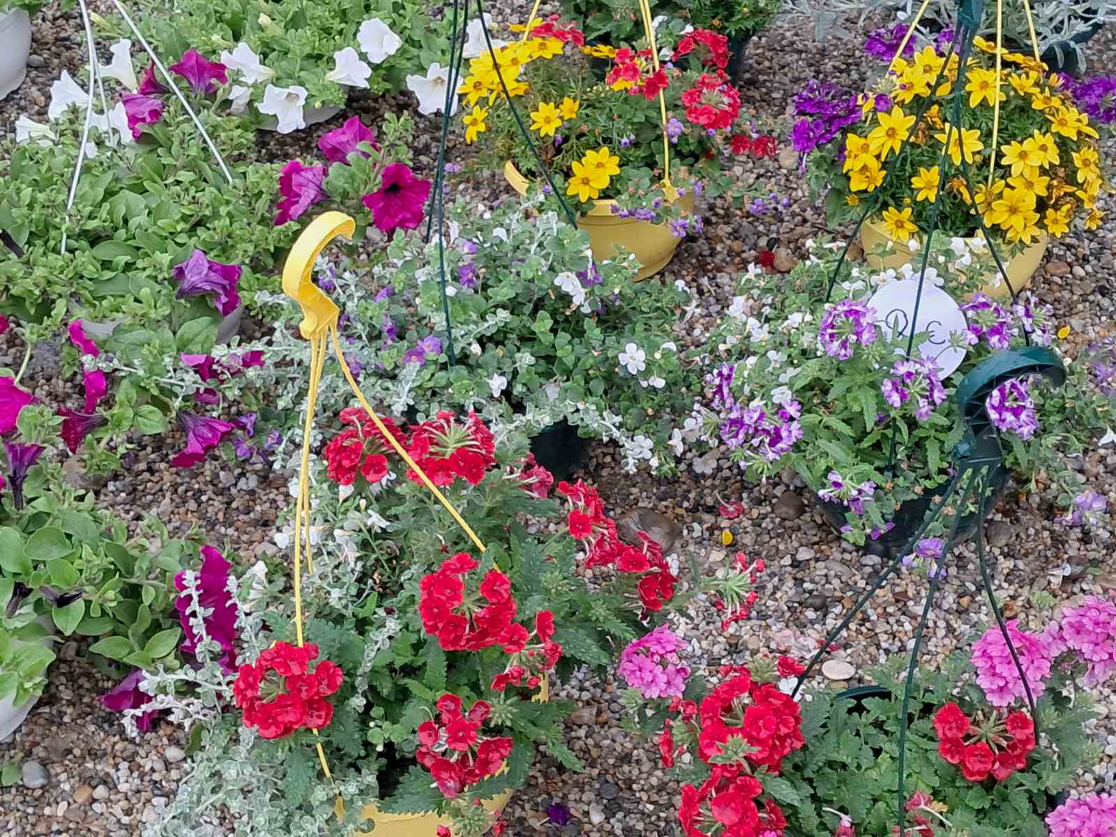 Sajam cvijeća, 2025, ponuda (11) Sajam cvijeća, 2025, ponuda (11)