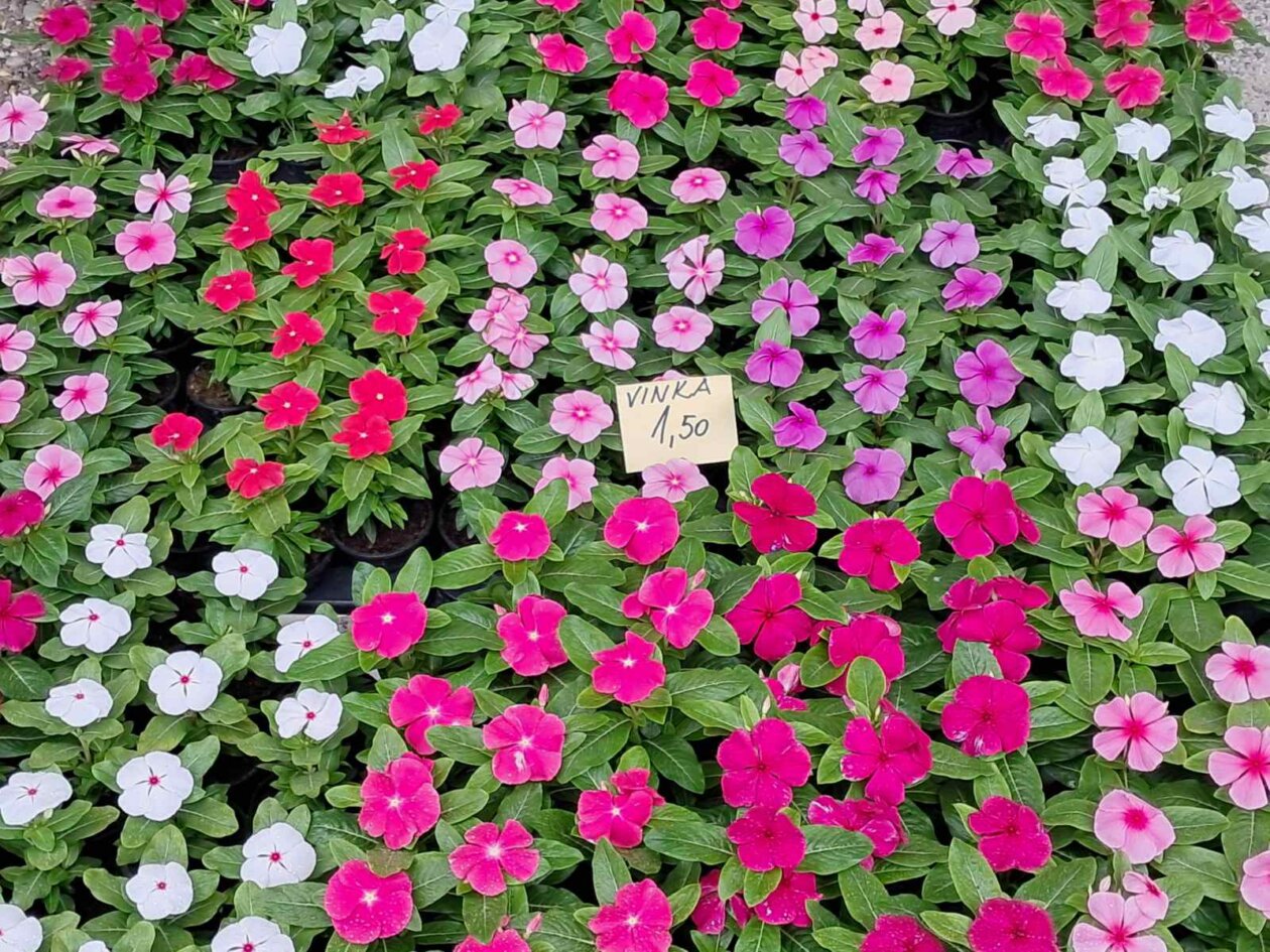 Sajam cvijeća, 2025, ponuda (12)