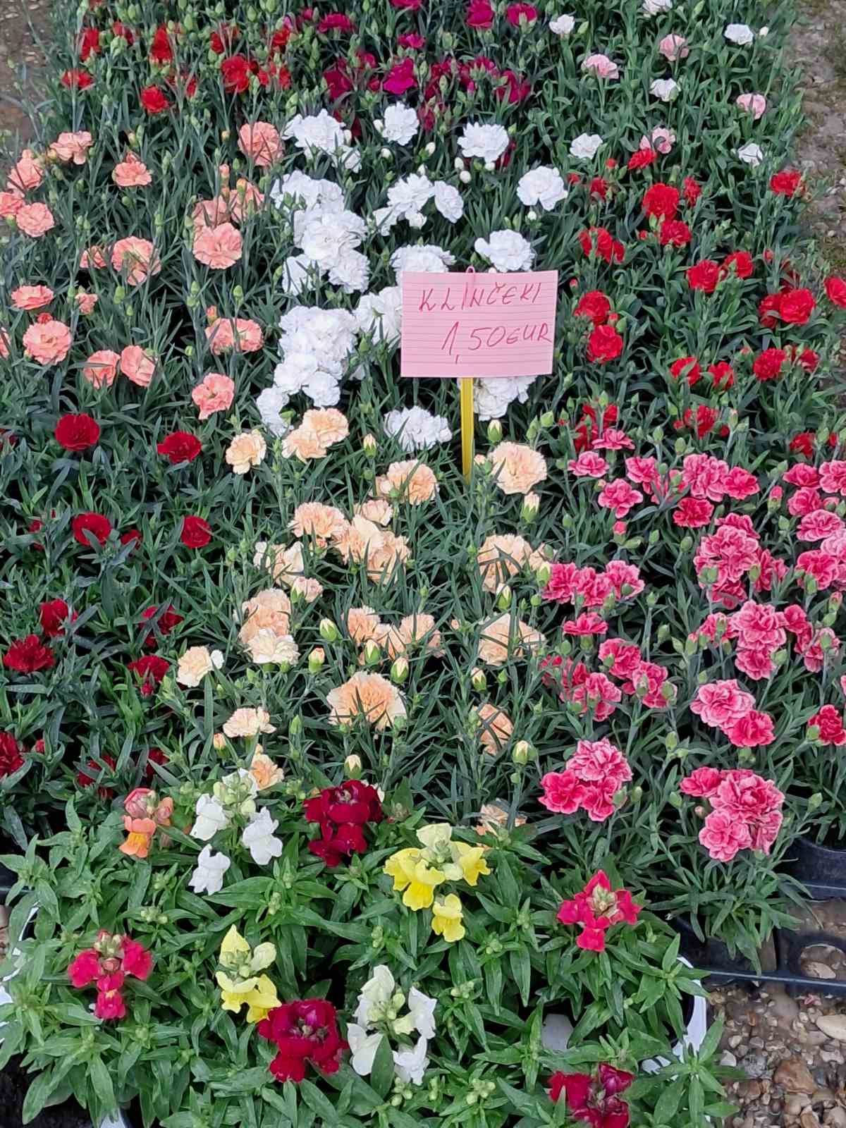 Sajam cvijeća, 2025, ponuda (13) Sajam cvijeća, 2025, ponuda (13)