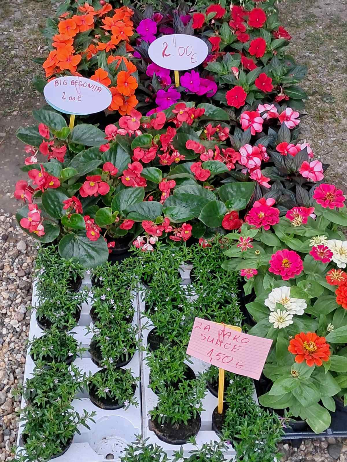 Sajam cvijeća, 2025, ponuda (14) Sajam cvijeća, 2025, ponuda (14)