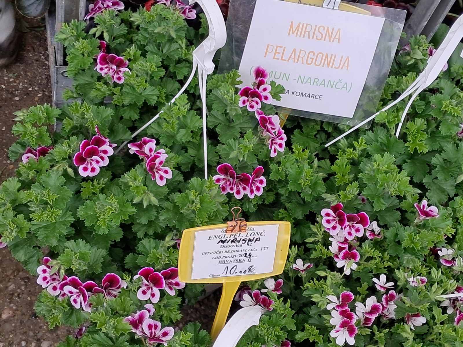 Sajam cvijeća, 2025, ponuda (15) Sajam cvijeća, 2025, ponuda (15)