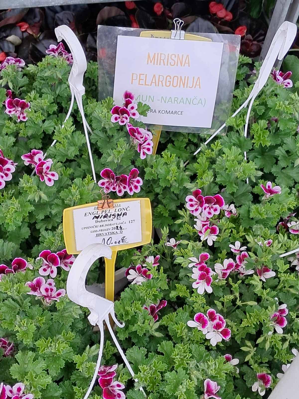 Sajam cvijeća, 2025, ponuda (16) Sajam cvijeća, 2025, ponuda (16)