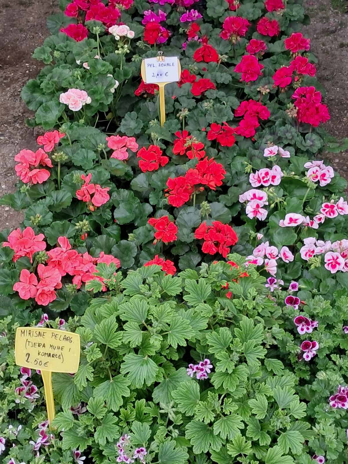 Sajam cvijeća, 2025, ponuda (17) Sajam cvijeća, 2025, ponuda (17)