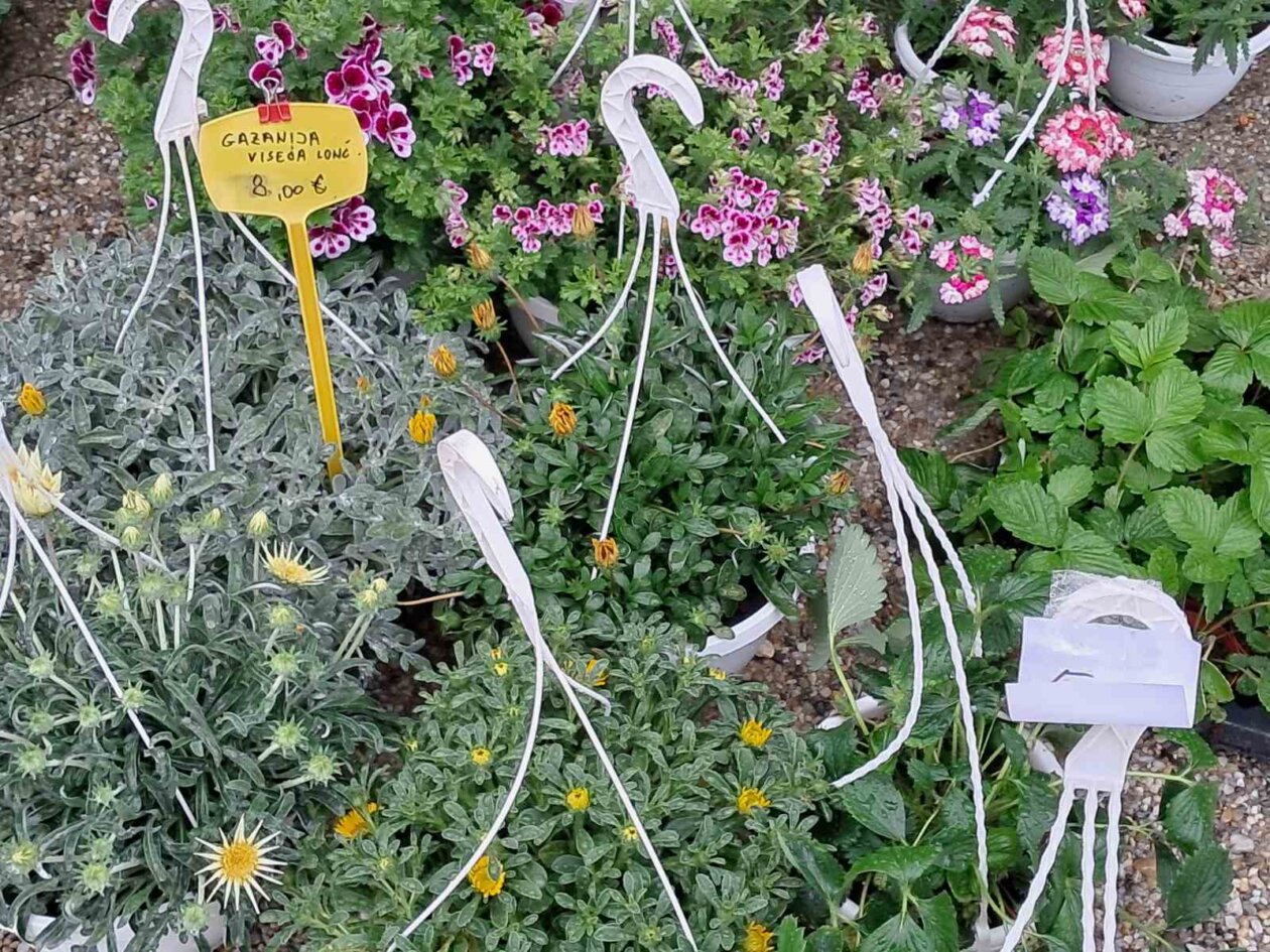 Sajam cvijeća, 2025, ponuda (18)