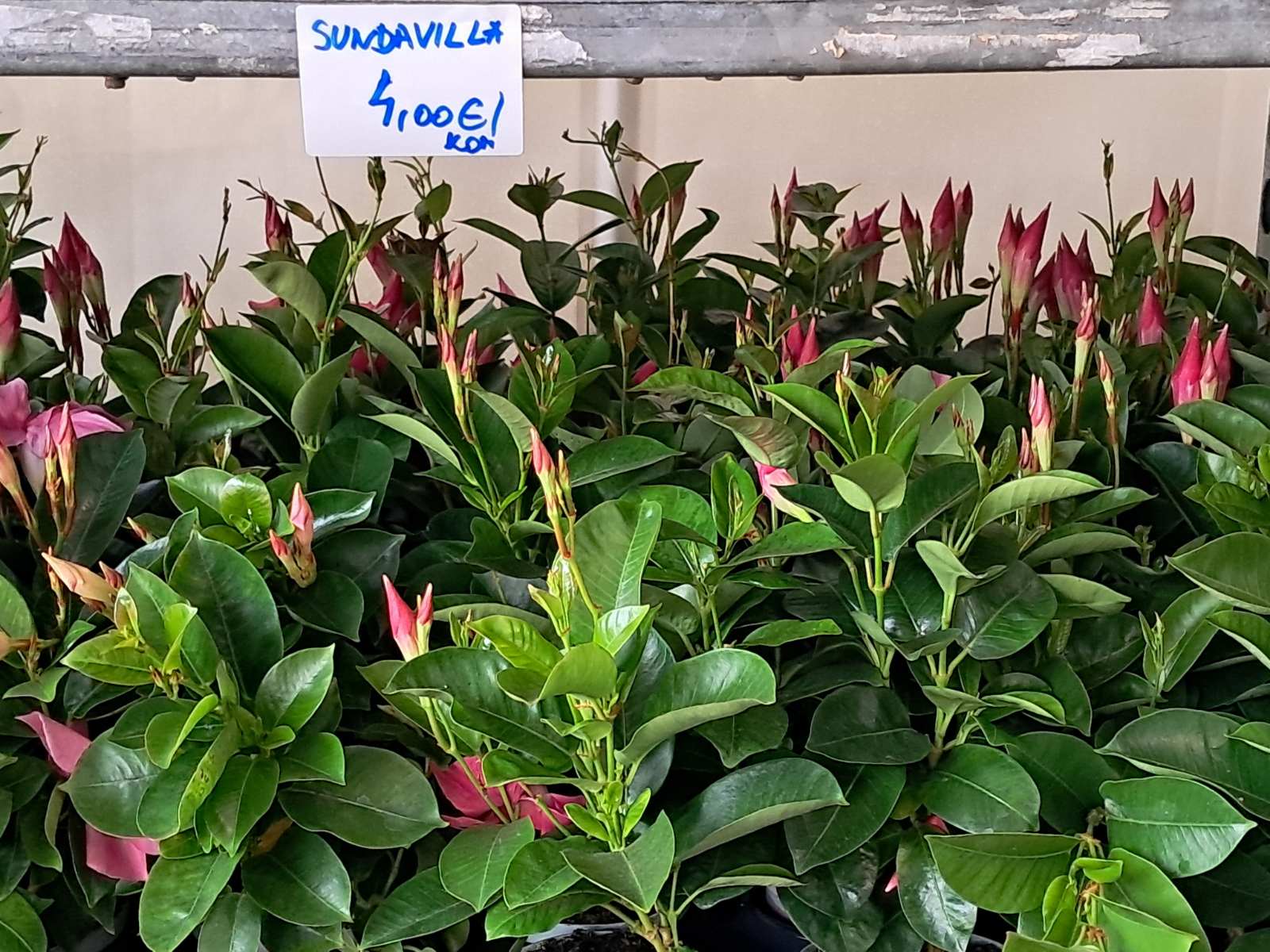 Sajam cvijeća, 2025, ponuda (19) Sajam cvijeća, 2025, ponuda (19)