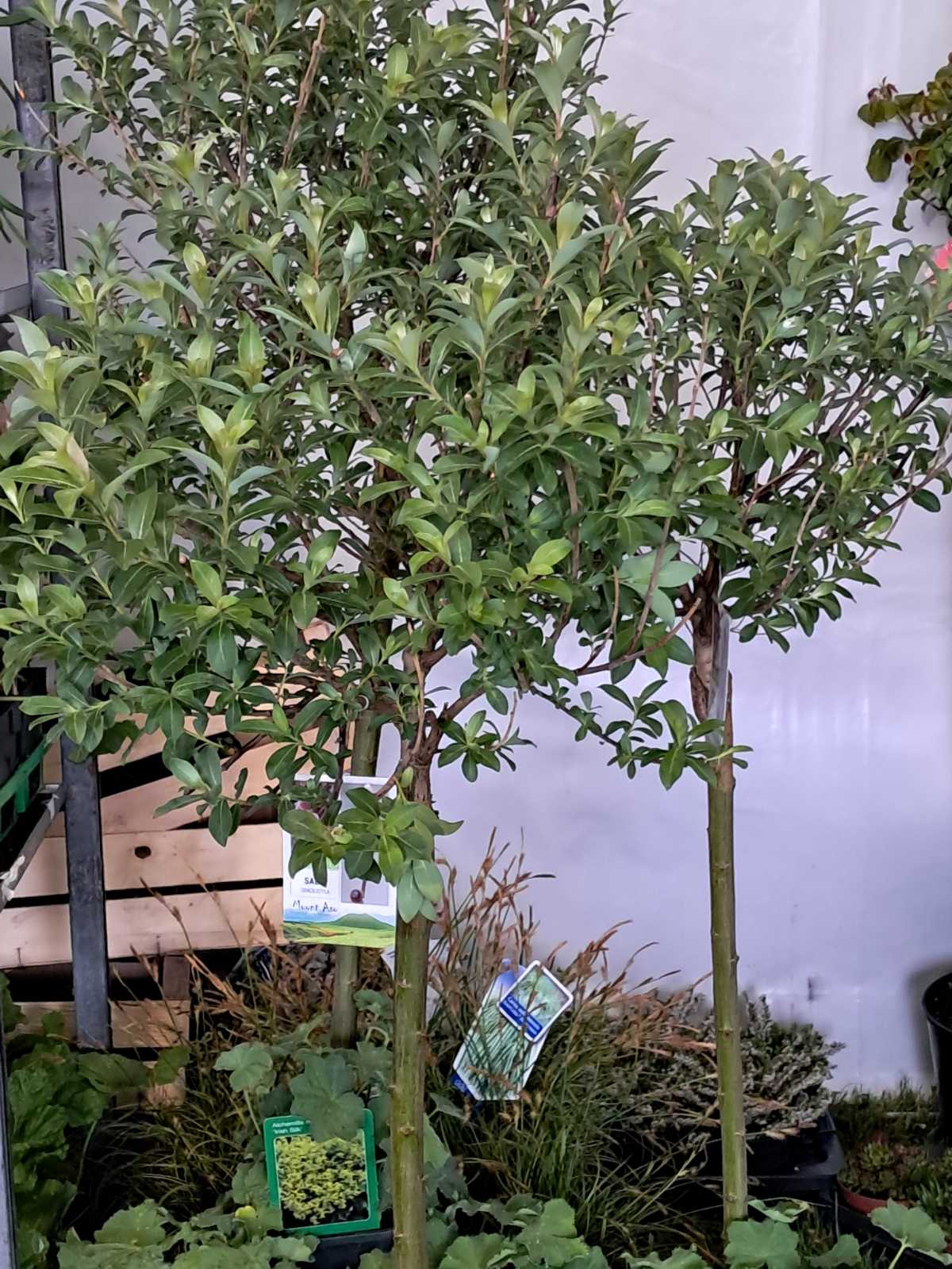 Sajam cvijeća, 2025, ponuda (2) Sajam cvijeća, 2025, ponuda (2)