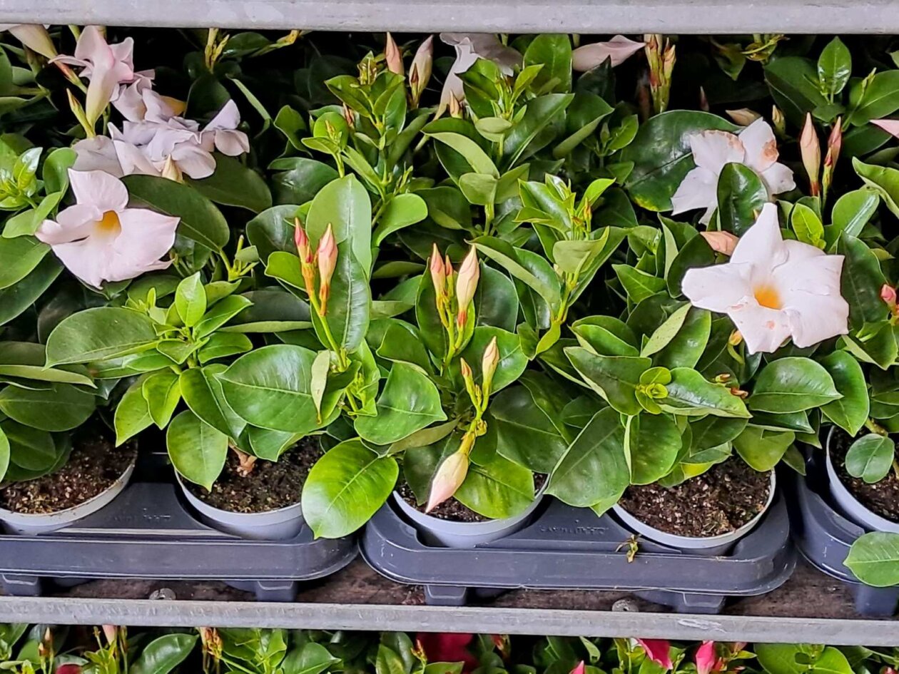 Sajam cvijeća, 2025, ponuda (20)