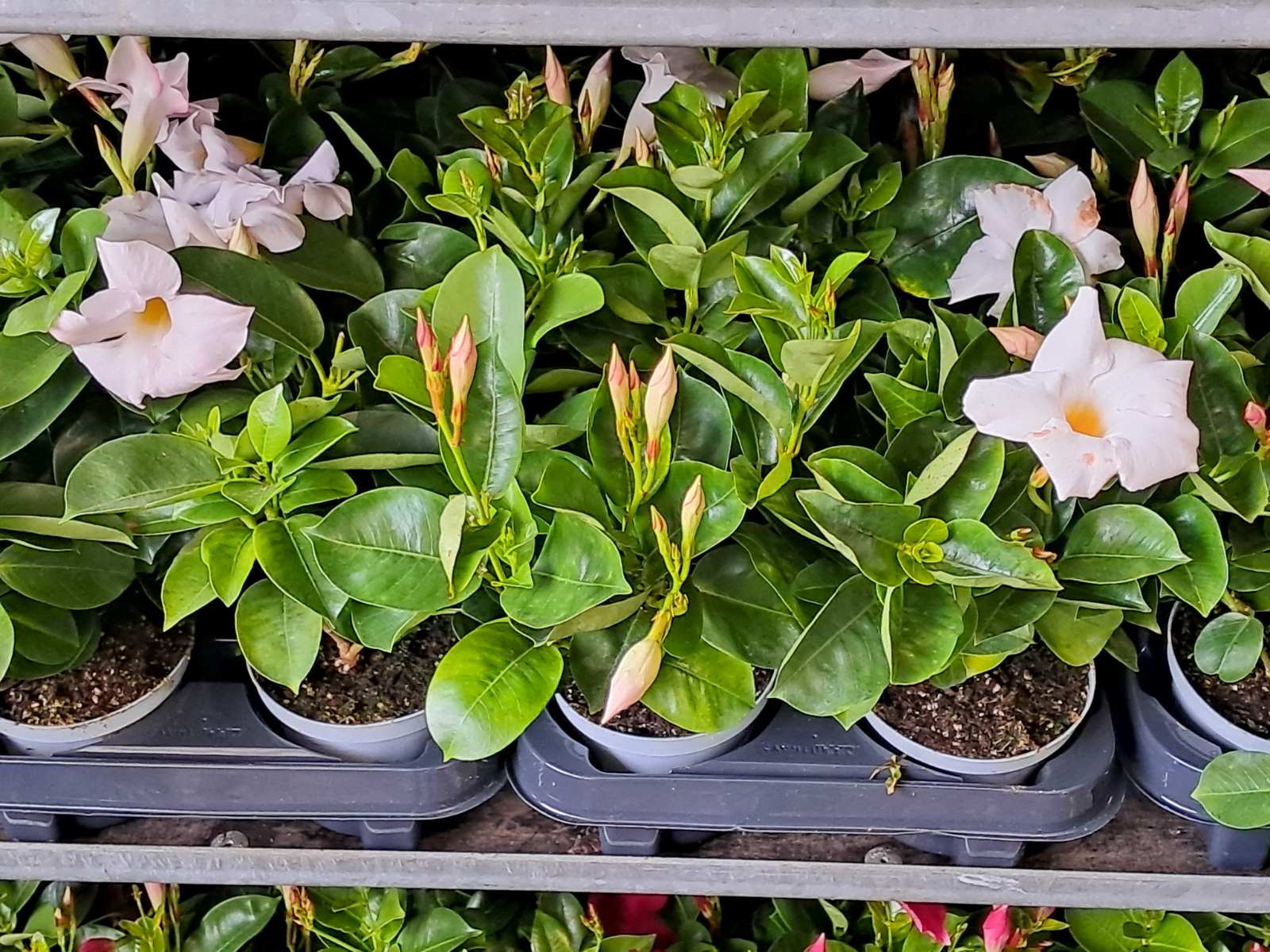 Sajam cvijeća, 2025, ponuda (20) Sajam cvijeća, 2025, ponuda (20)