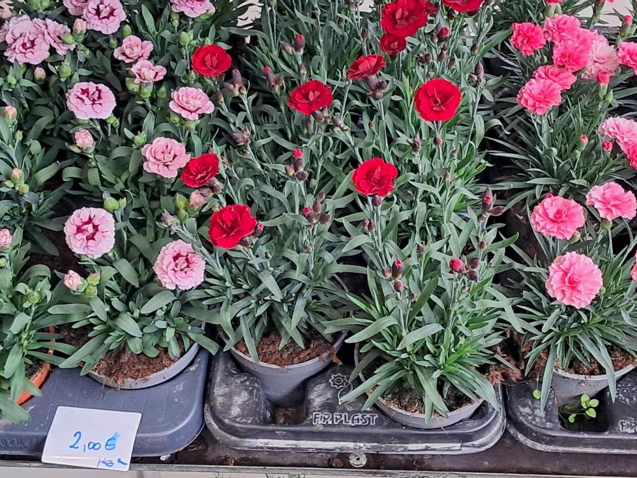 Sajam cvijeća, 2025, ponuda (21)