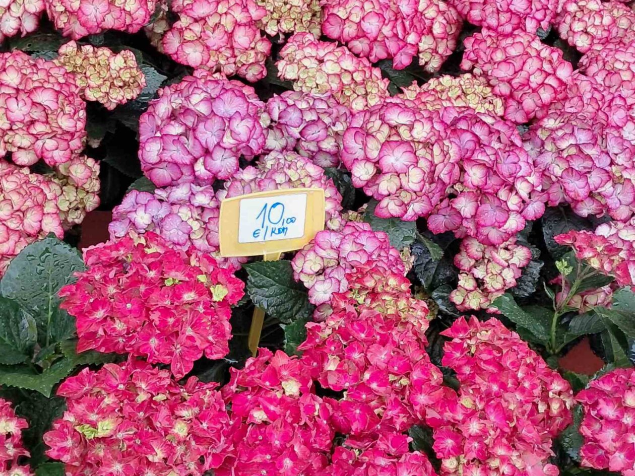 Sajam cvijeća, 2025, ponuda (22)