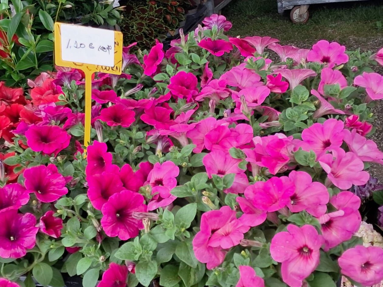 Sajam cvijeća, 2025, ponuda (23)