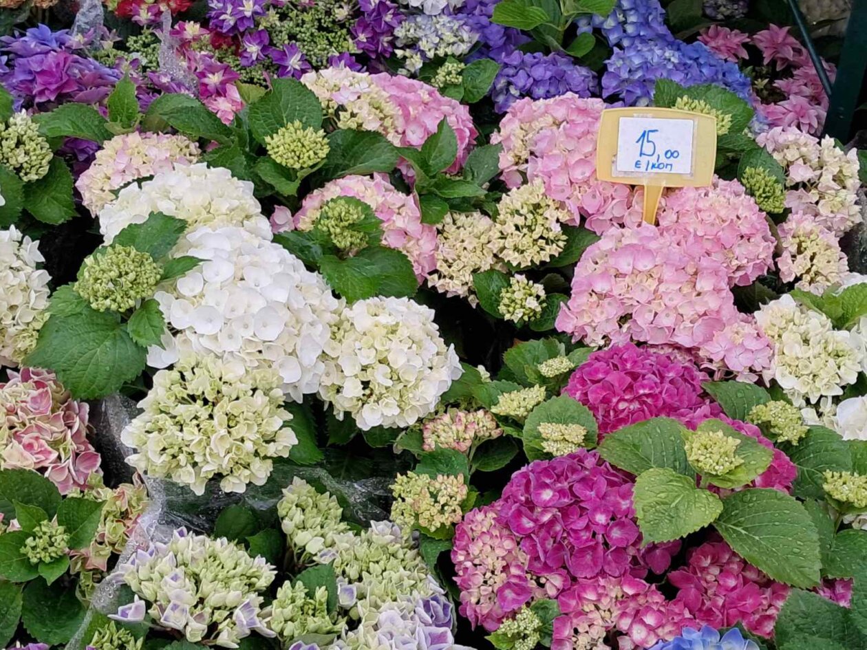 Sajam cvijeća, 2025, ponuda (24)