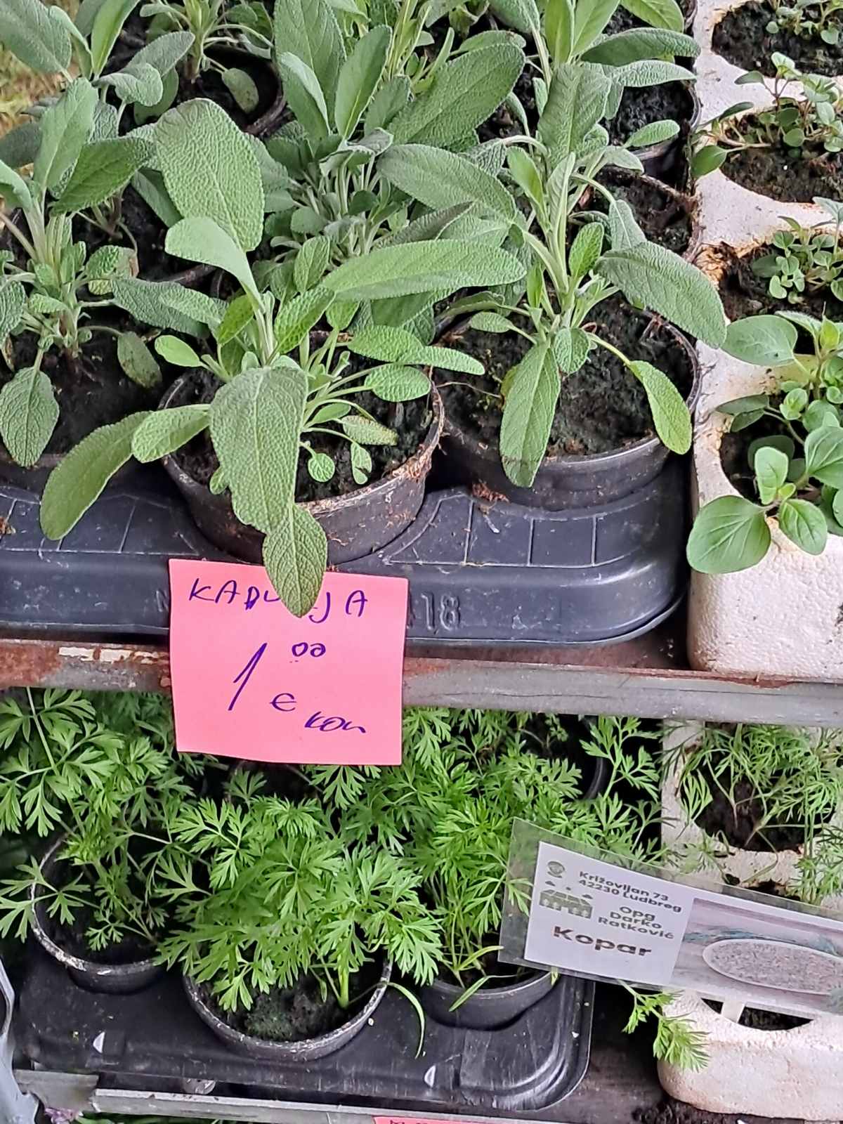 Sajam cvijeća, 2025, ponuda (25) Sajam cvijeća, 2025, ponuda (25)