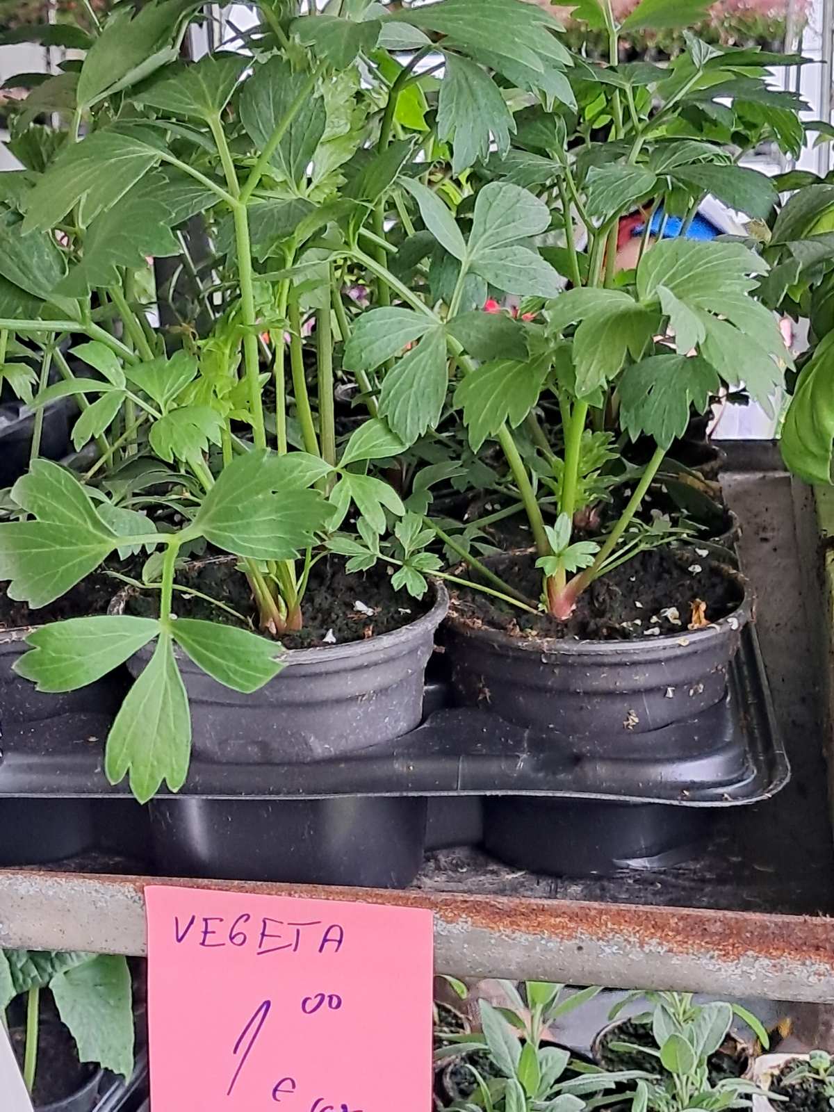 Sajam cvijeća, 2025, ponuda (26) Sajam cvijeća, 2025, ponuda (26)