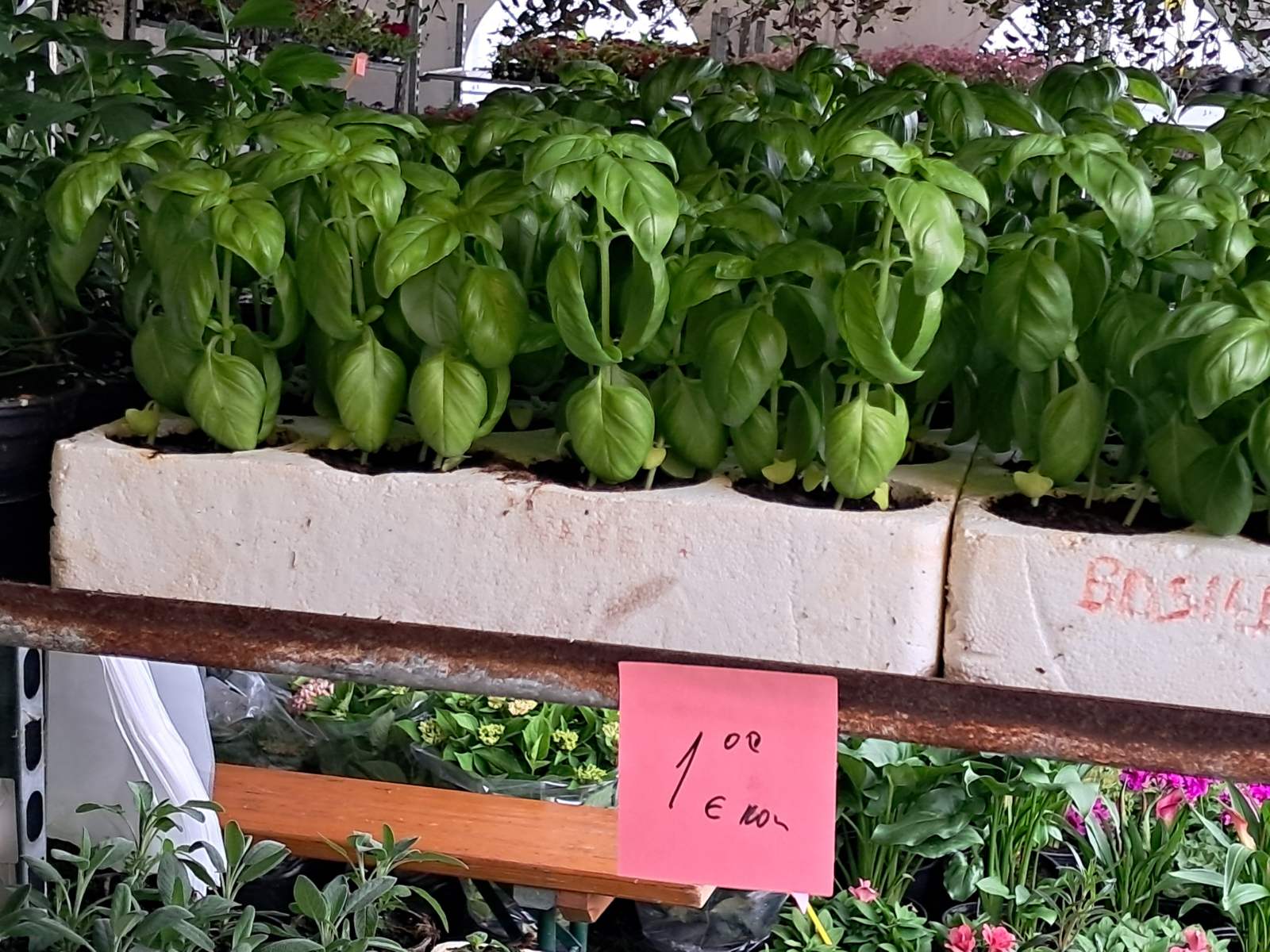 Sajam cvijeća, 2025, ponuda (27) Sajam cvijeća, 2025, ponuda (27)