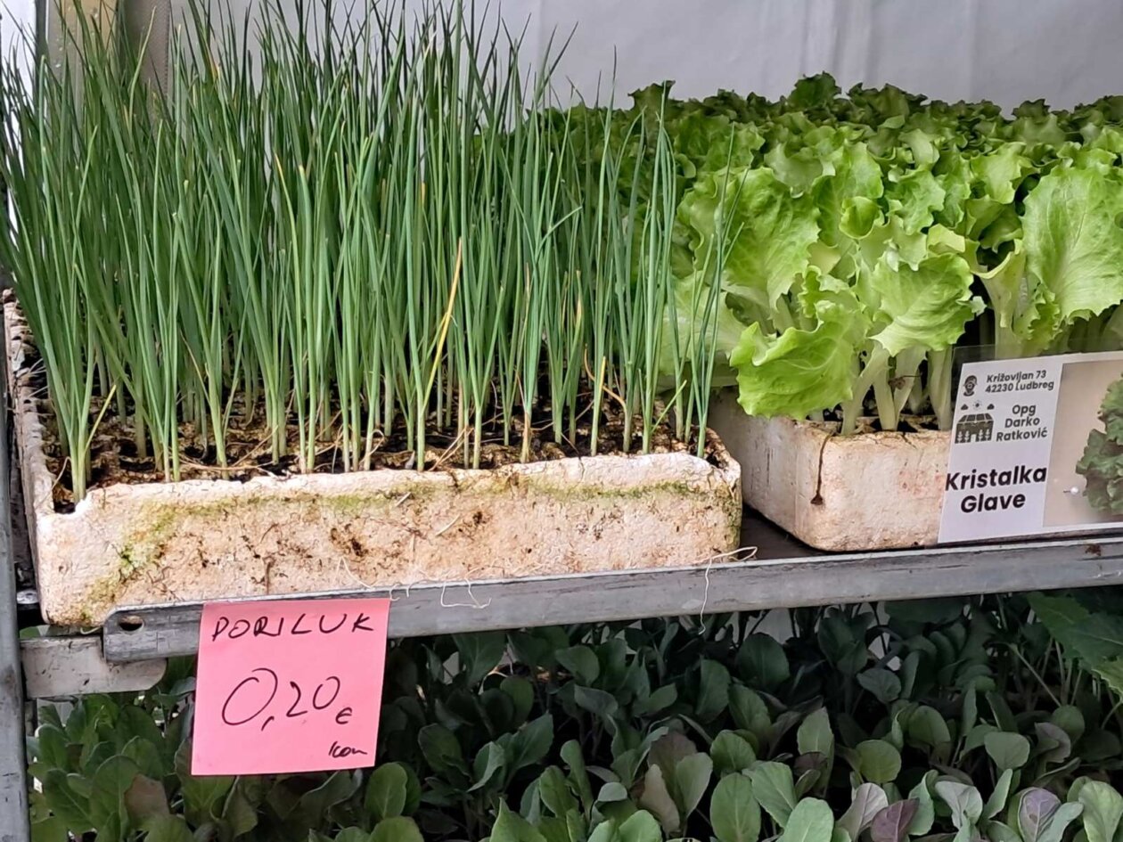 Sajam cvijeća, 2025, ponuda (28)