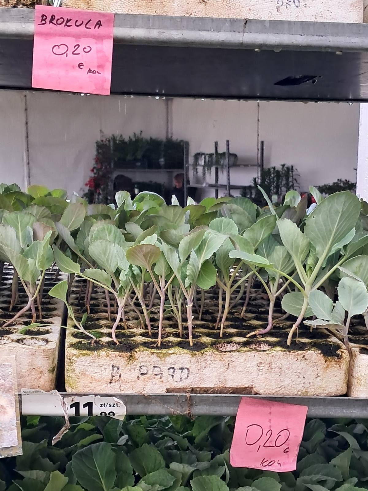 Sajam cvijeća, 2025, ponuda (29) Sajam cvijeća, 2025, ponuda (29)