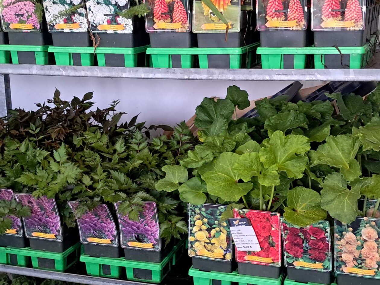 Sajam cvijeća, 2025, ponuda (3)