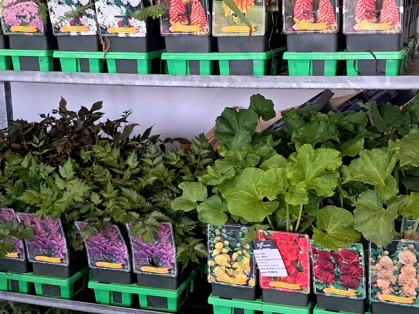 Sajam cvijeća, 2025, ponuda (3) Sajam cvijeća, 2025, ponuda (3)