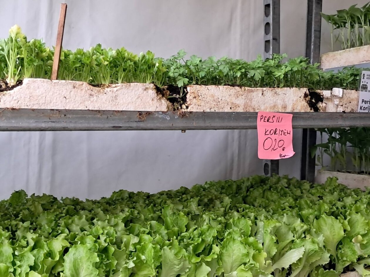 Sajam cvijeća, 2025, ponuda (30)