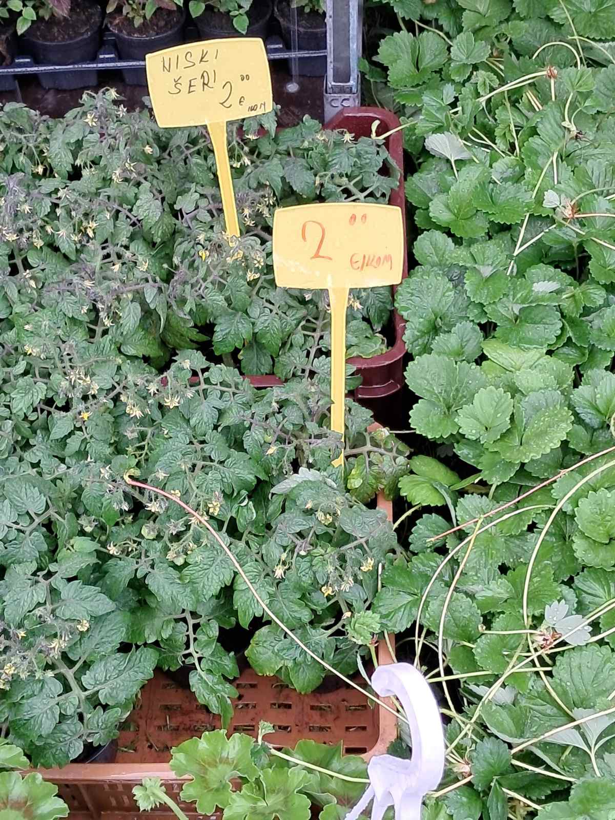 Sajam cvijeća, 2025, ponuda (31) Sajam cvijeća, 2025, ponuda (31)