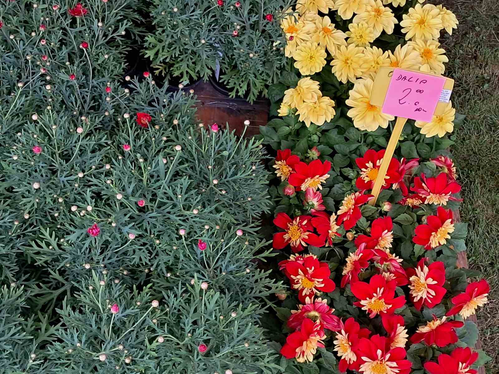 Sajam cvijeća, 2025, ponuda (32) Sajam cvijeća, 2025, ponuda (32)