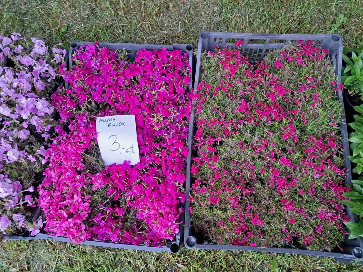 Sajam cvijeća, 2025, ponuda (33)