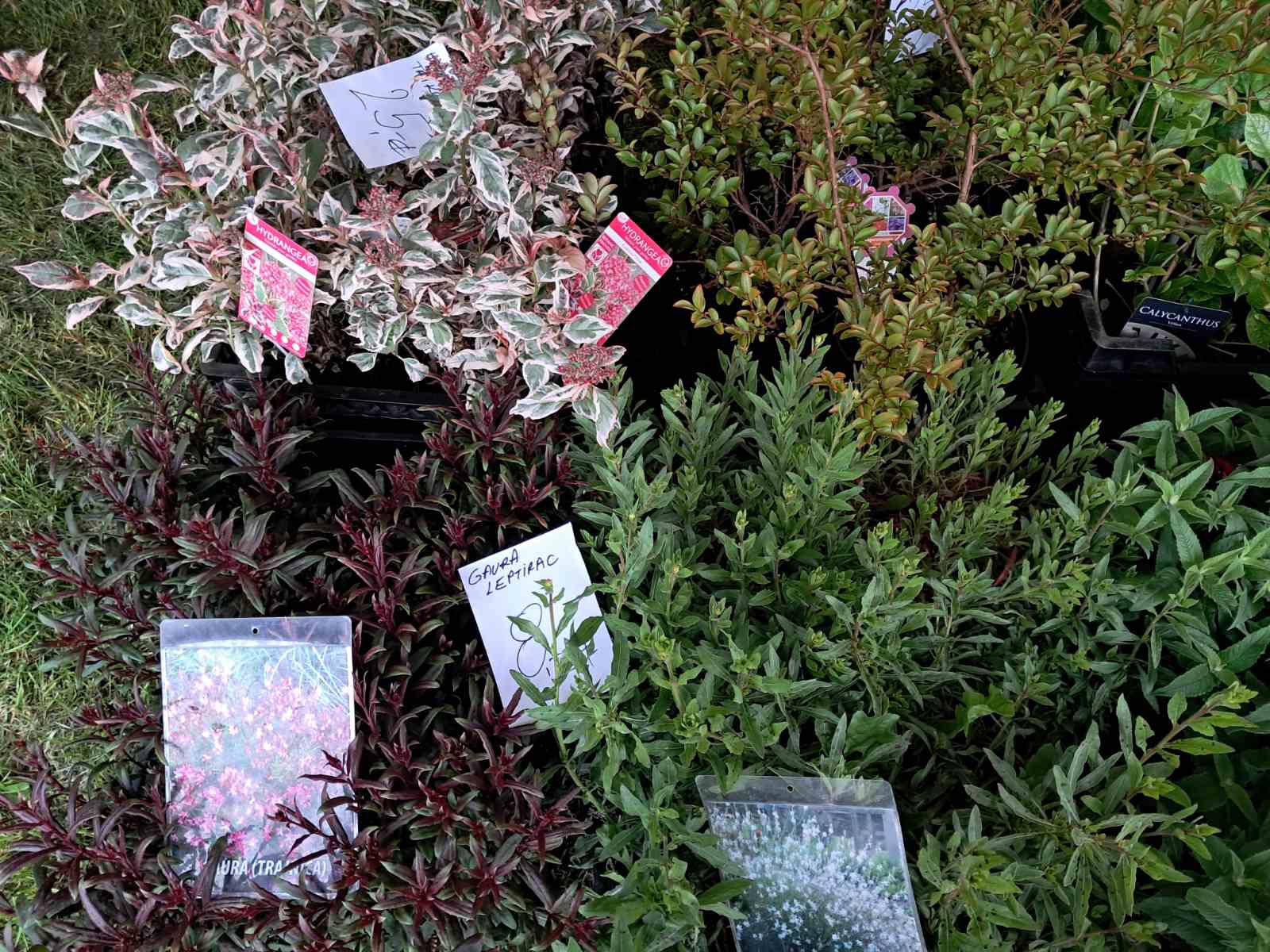 Sajam cvijeća, 2025, ponuda (34) Sajam cvijeća, 2025, ponuda (34)