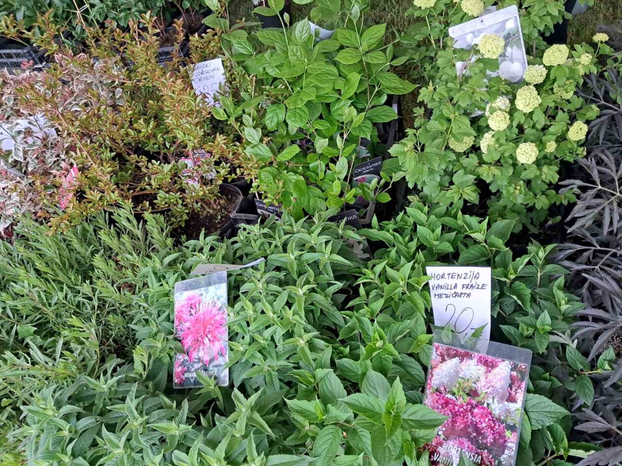 Sajam cvijeća, 2025, ponuda (35)