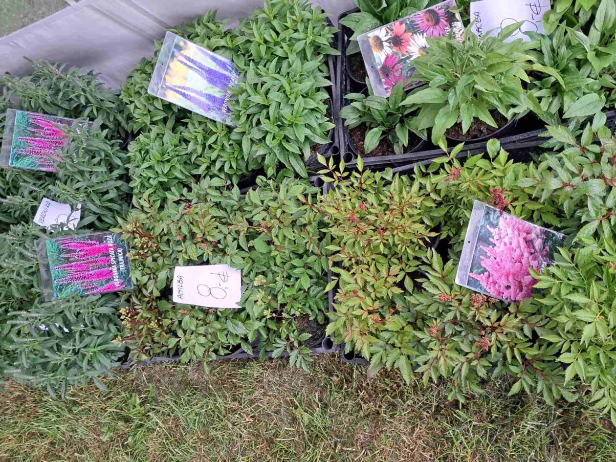 Sajam cvijeća, 2025, ponuda (36)