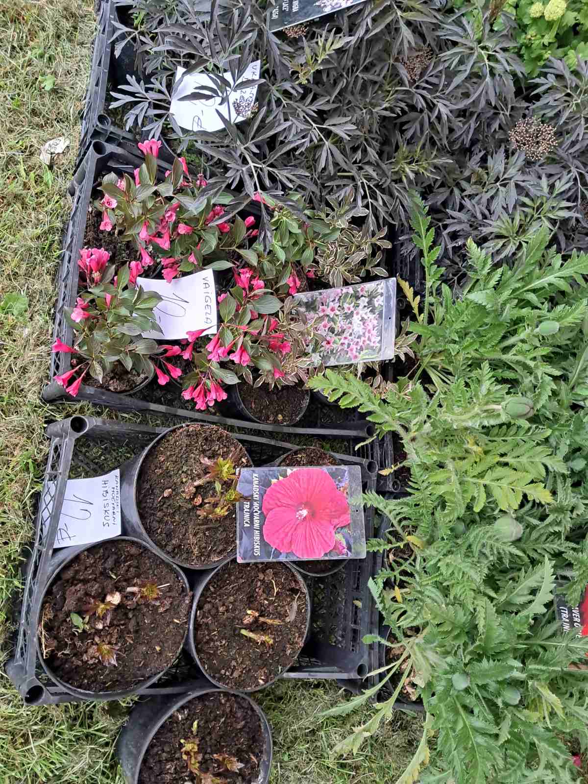 Sajam cvijeća, 2025, ponuda (37) Sajam cvijeća, 2025, ponuda (37)