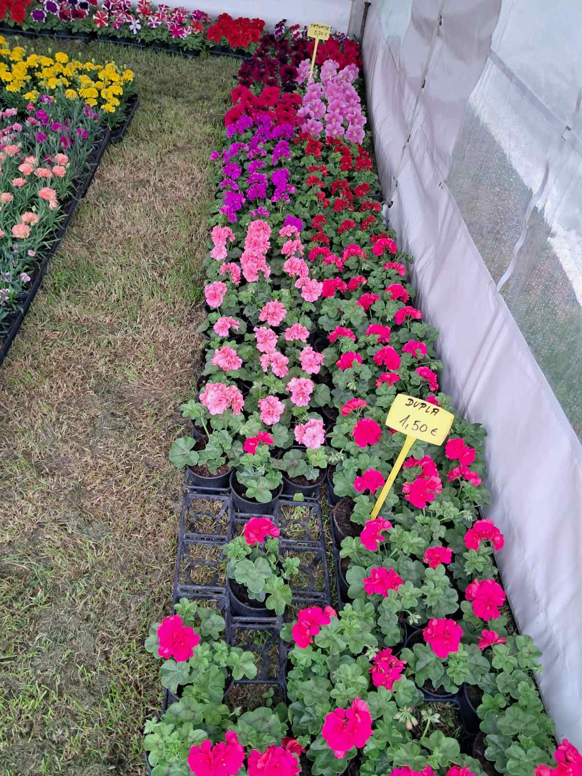 Sajam cvijeća, 2025, ponuda (38) Sajam cvijeća, 2025, ponuda (38)