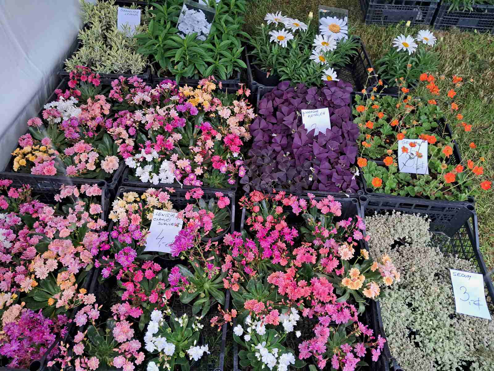 Sajam cvijeća, 2025, ponuda (39) Sajam cvijeća, 2025, ponuda (39)