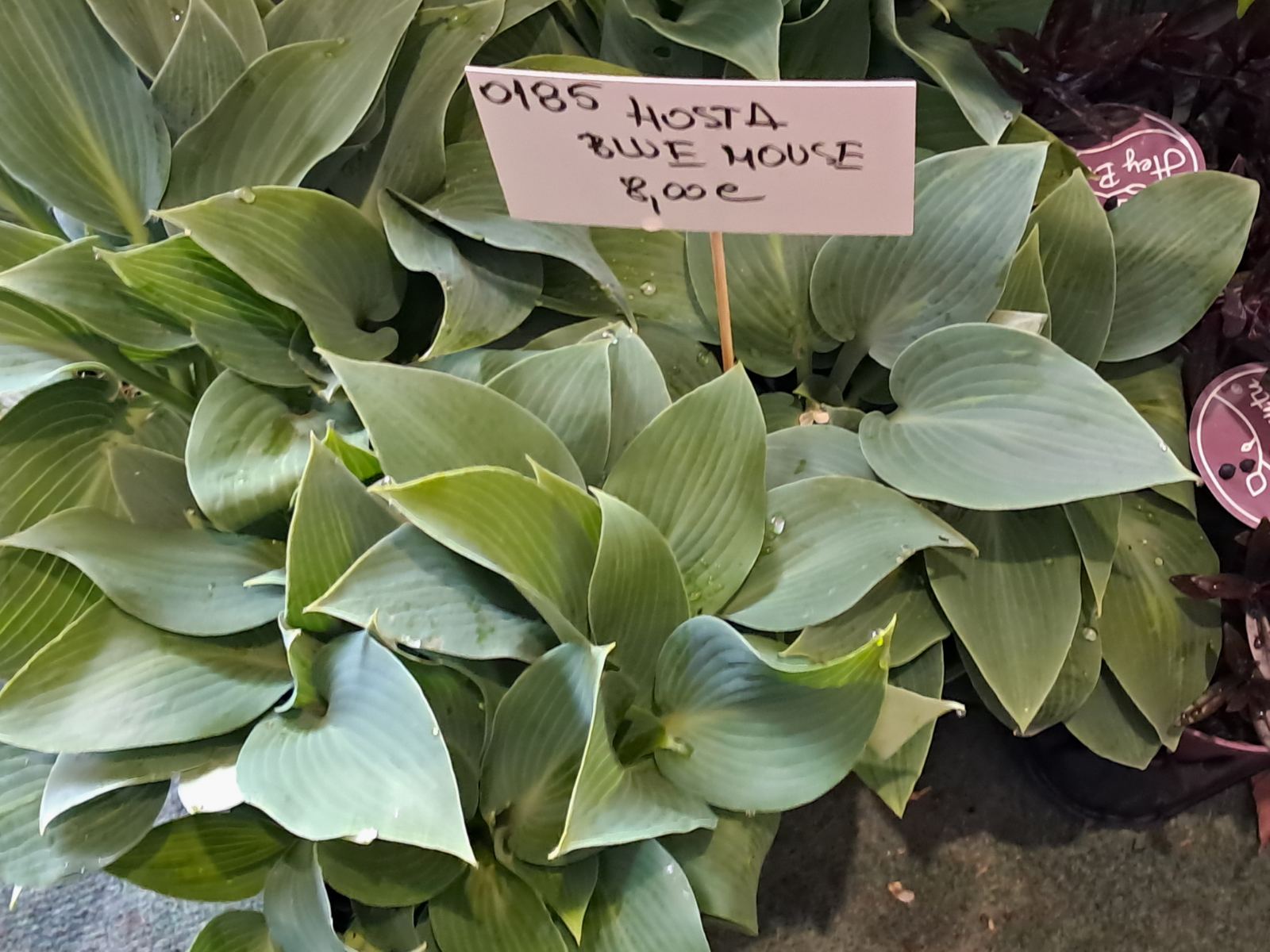 Sajam cvijeća, 2025, ponuda (4) Sajam cvijeća, 2025, ponuda (4)