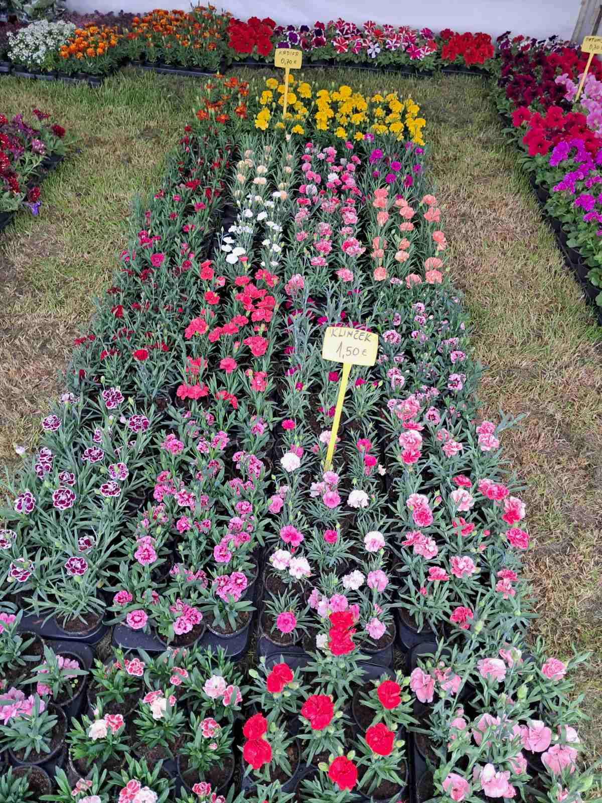 Sajam cvijeća, 2025, ponuda (40) Sajam cvijeća, 2025, ponuda (40)