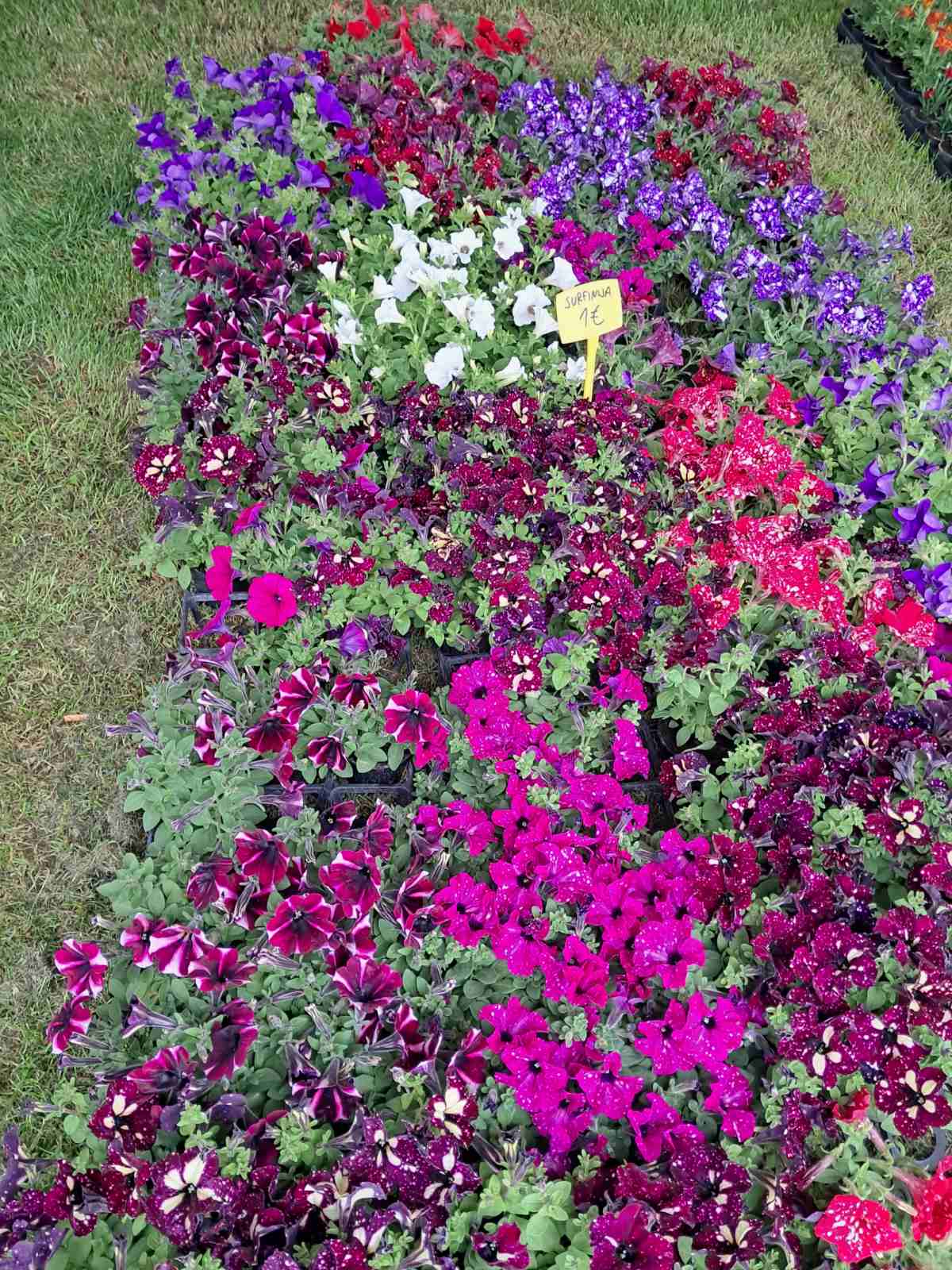 Sajam cvijeća, 2025, ponuda (41) Sajam cvijeća, 2025, ponuda (41)