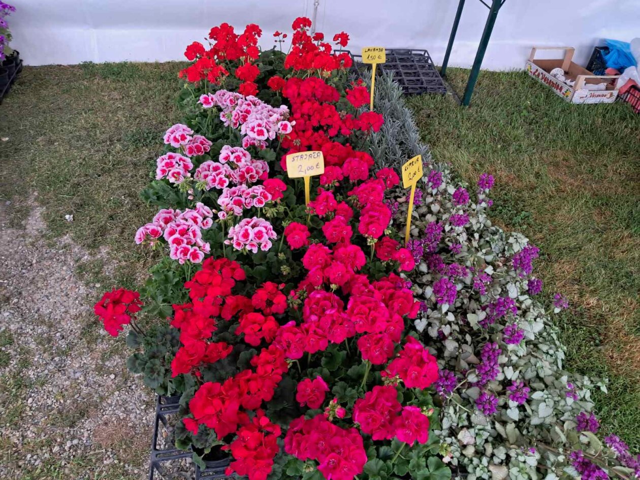 Sajam cvijeća, 2025, ponuda (42)