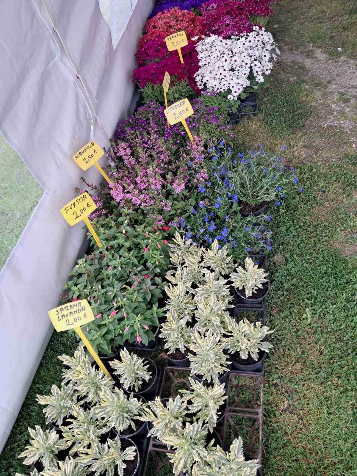 Sajam cvijeća, 2025, ponuda (43) Sajam cvijeća, 2025, ponuda (43)