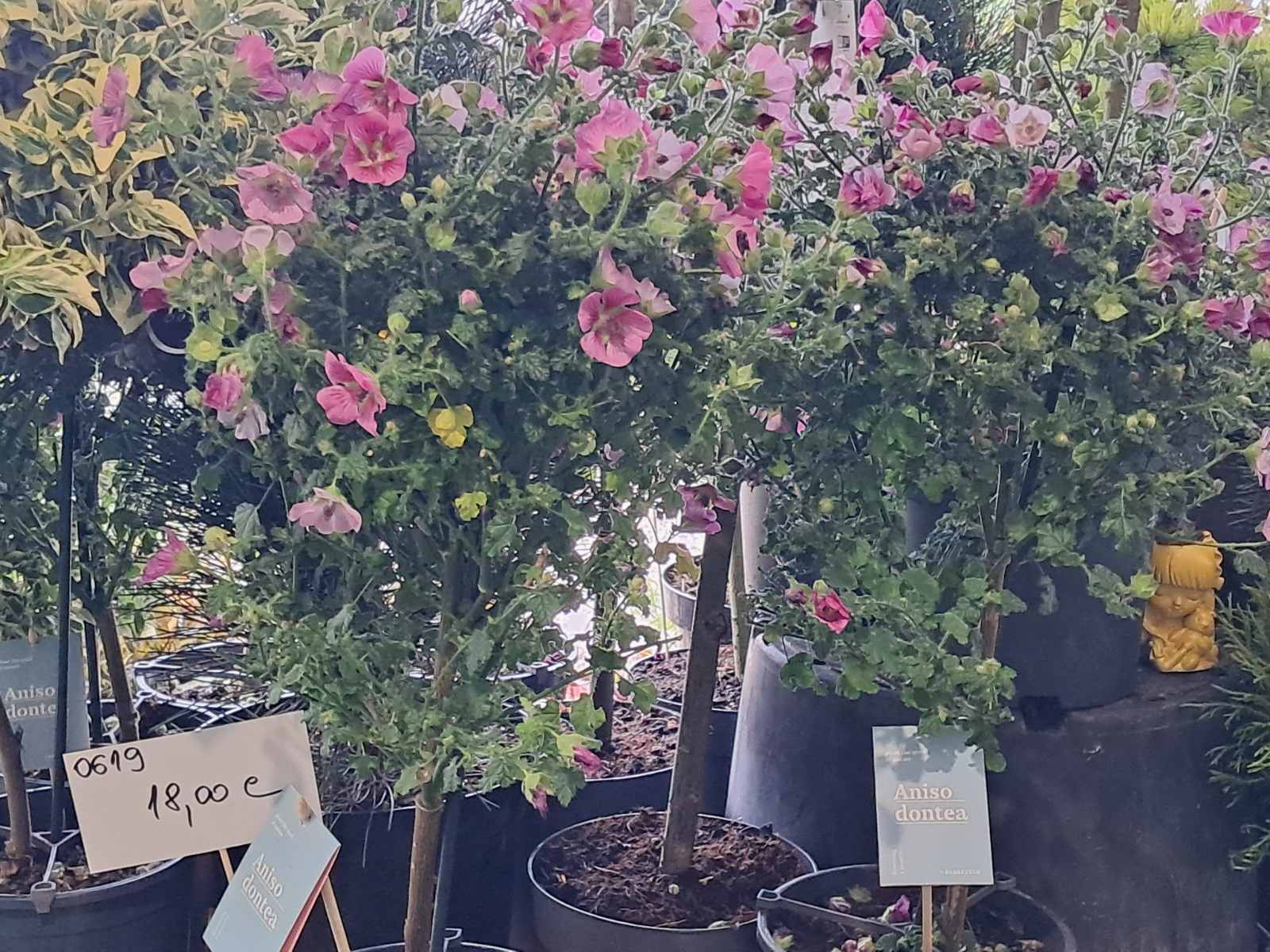 Sajam cvijeća, 2025, ponuda (5) Sajam cvijeća, 2025, ponuda (5)