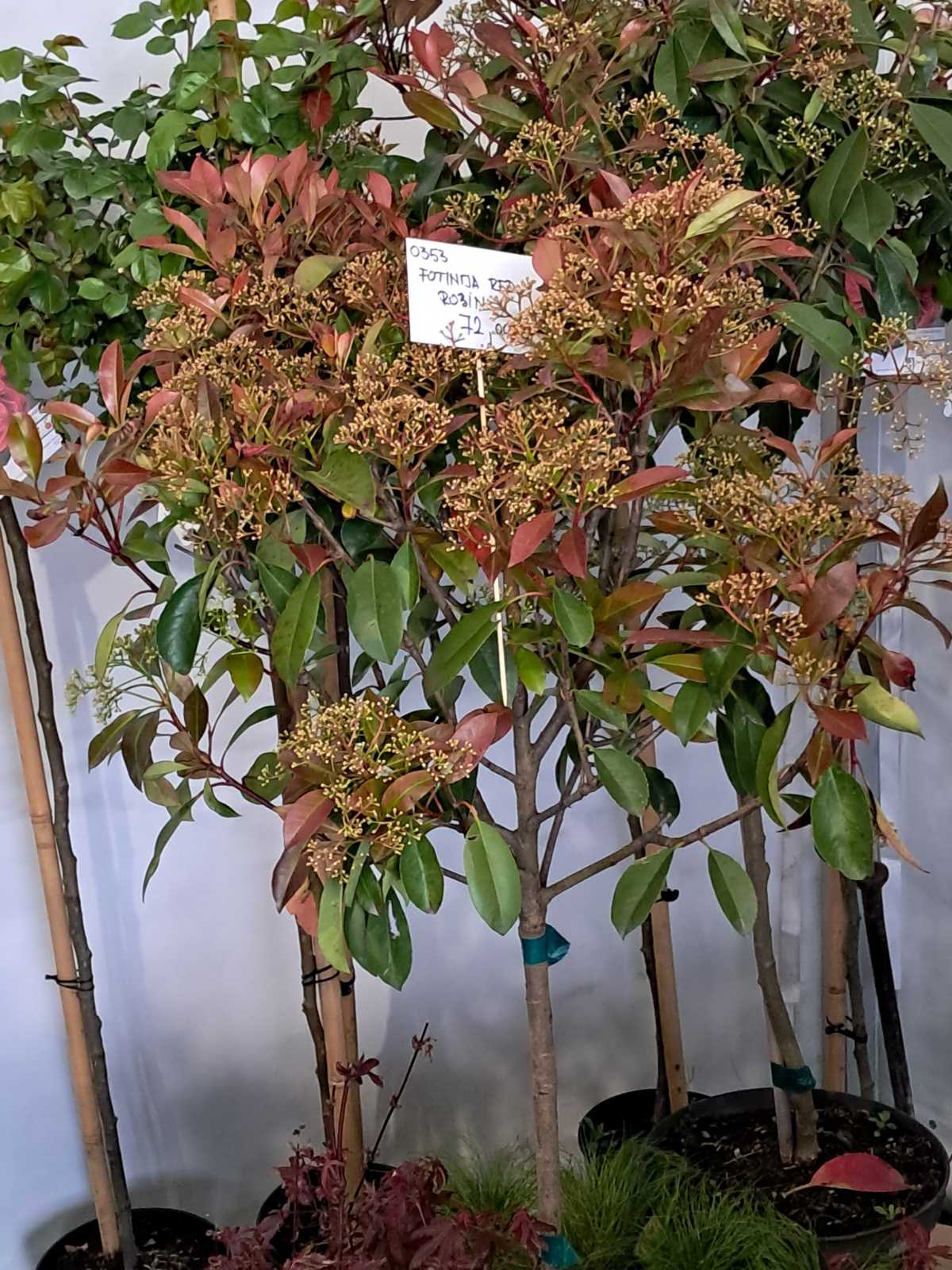 Sajam cvijeća, 2025, ponuda (6) Sajam cvijeća, 2025, ponuda (6)