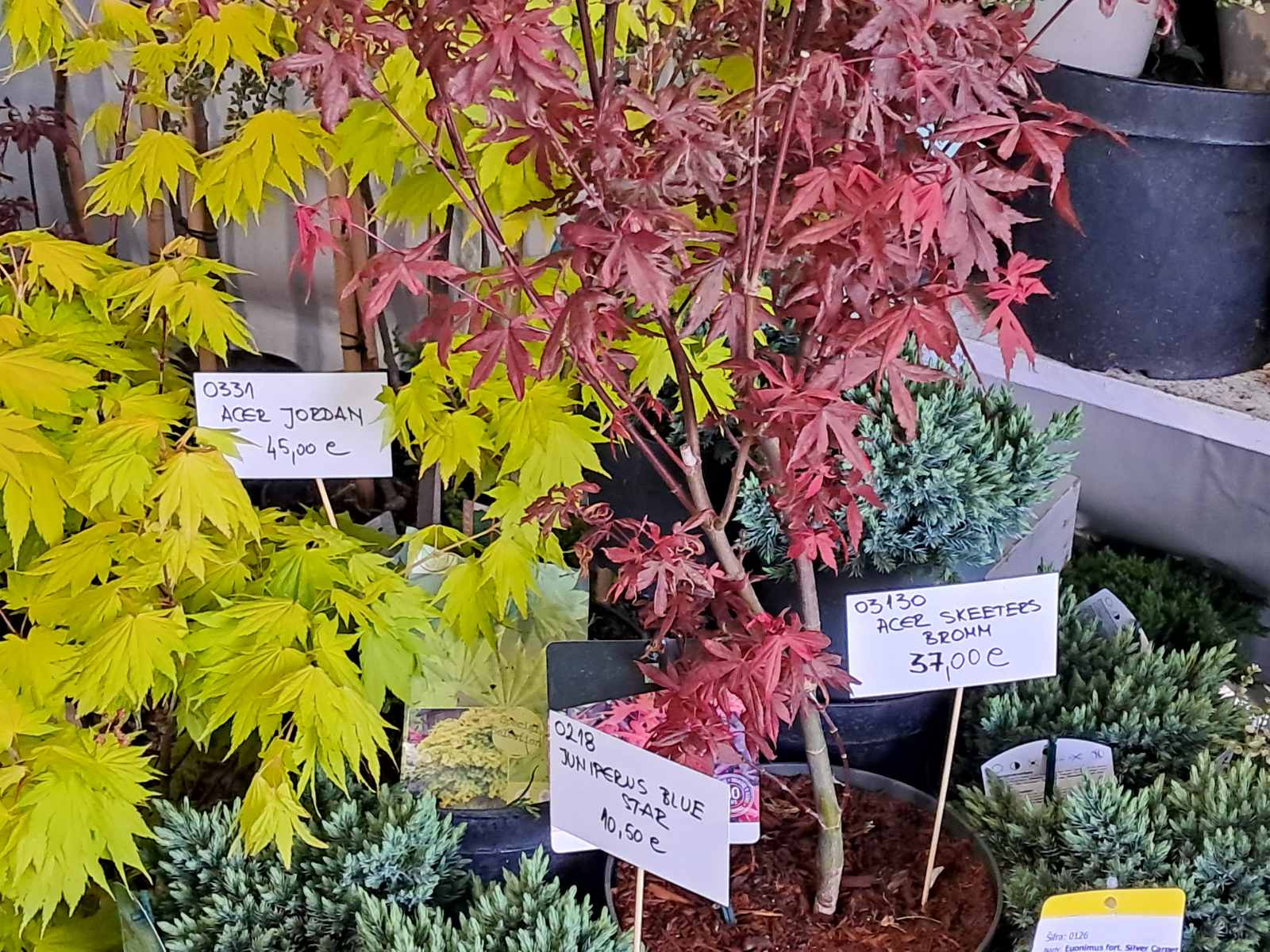 Sajam cvijeća, 2025, ponuda (7) Sajam cvijeća, 2025, ponuda (7)