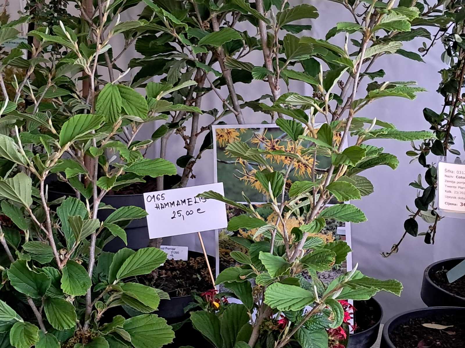 Sajam cvijeća, 2025, ponuda (8) Sajam cvijeća, 2025, ponuda (8)