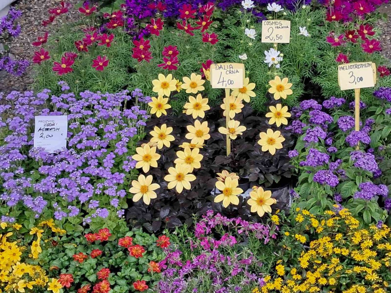 Sajam cvijeća, 2025, ponuda (9)